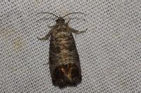 Cydia pomonella