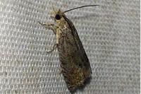 Cydia splendana