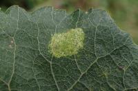 Phyllonorycter comparella