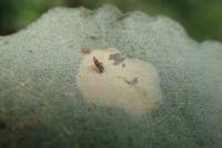 Phyllonorycter comparella