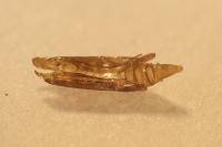 Phyllonorycter comparella