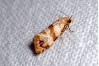 Phalonidia contractana
