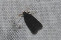 Homaloxestis briantiella