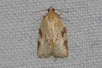 Clepsis siciliana