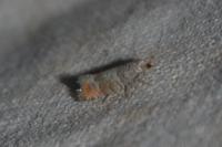 Clavigesta purdeyi