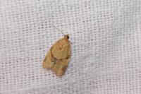 Clepsis consimilana