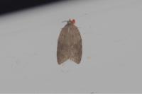 Acleris sparsana