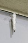Yponomeuta