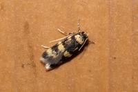 Oegoconia