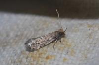 Ateliotum petrinella