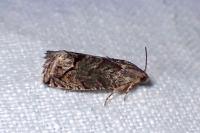 Cydia splendana