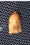 Cacoecimorpha pronubana