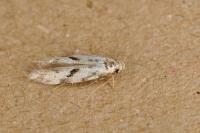 Stenolechia gemmella