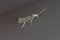 Paraswammerdamia albicapitella
