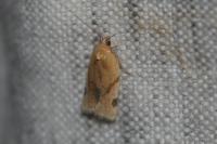Paramesia gnomana