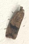Celypha striana