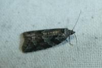 Cnephasia