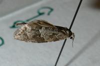 Cnephasia