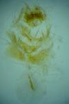 Cnephasia
