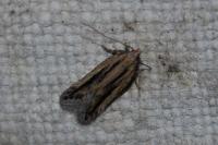 Mirificarma mulinella
