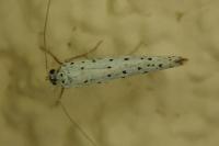 Yponomeuta