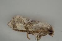 Phalonidia udana