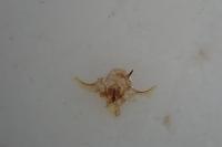 Phalonidia udana