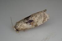 Phalonidia udana