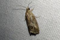 Cydia splendana