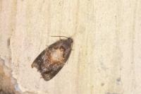 Ditula angustiorana
