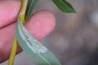 Phyllocnistis saligna