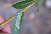 Phyllocnistis saligna