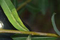 Phyllocnistis saligna
