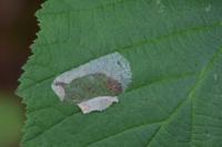 Phyllonorycter coryli