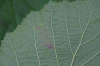 Phyllonorycter coryli