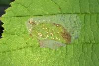 Phyllonorycter coryli