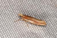Ypsolopha parenthesella