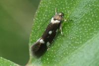Elachista quadripunctella