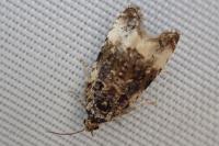 Endothenia gr. gentianaeana