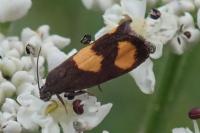 Pammene aurana