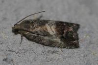 Cydia splendana