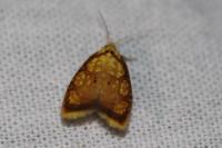 Acleris bergmanniana