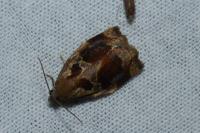 Archips crataegana
