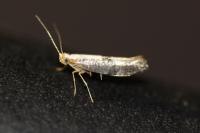 Argyresthia spinosella