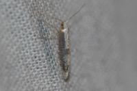 Argyresthia spinosella