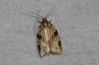 Clepsis spectrana