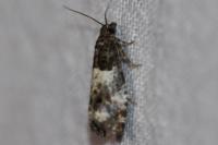 Notocelia trimaculana