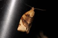 Pandemis cerasana