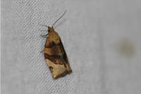 Pandemis cerasana