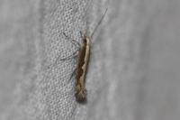 Plutella xylostella